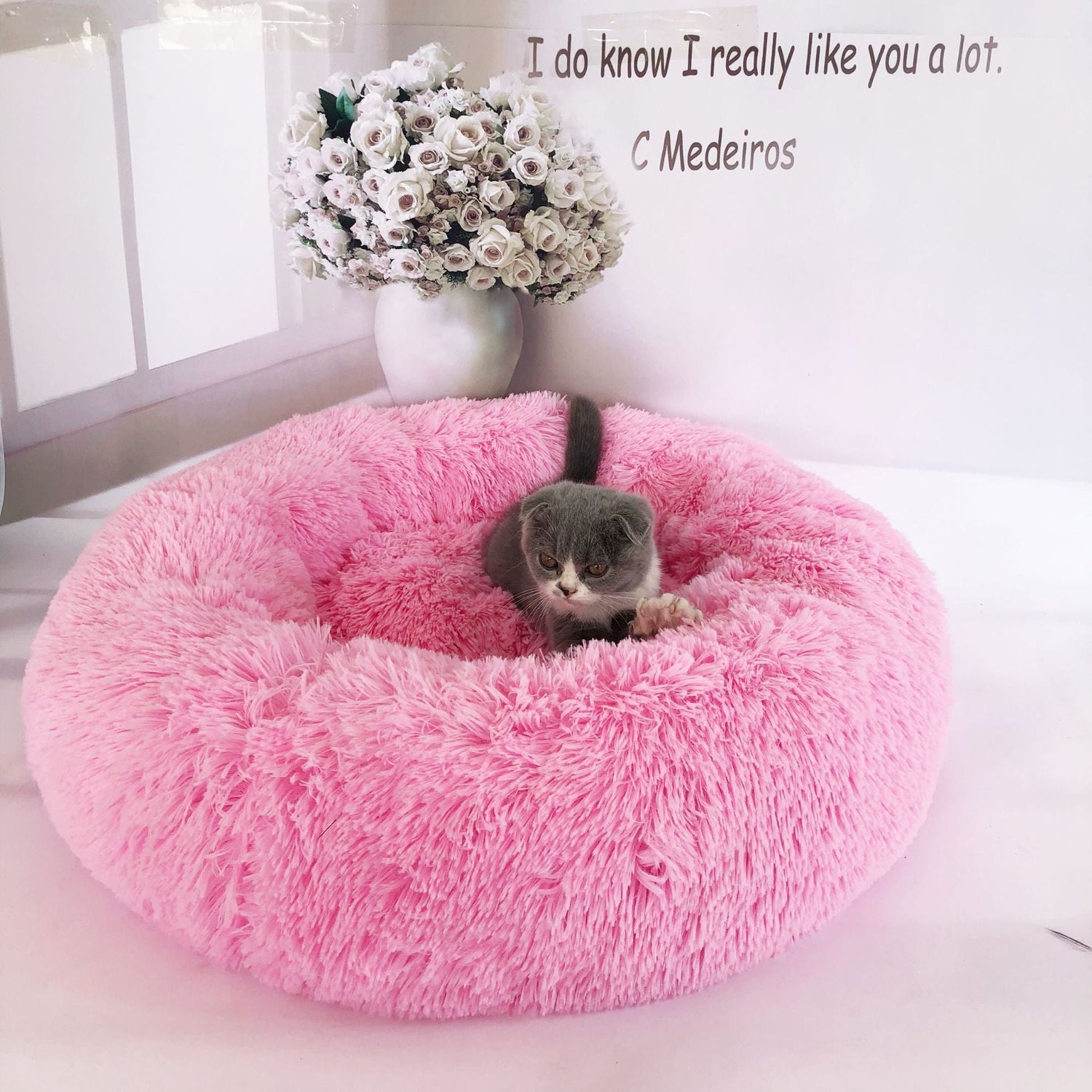 Featured PET Beds
