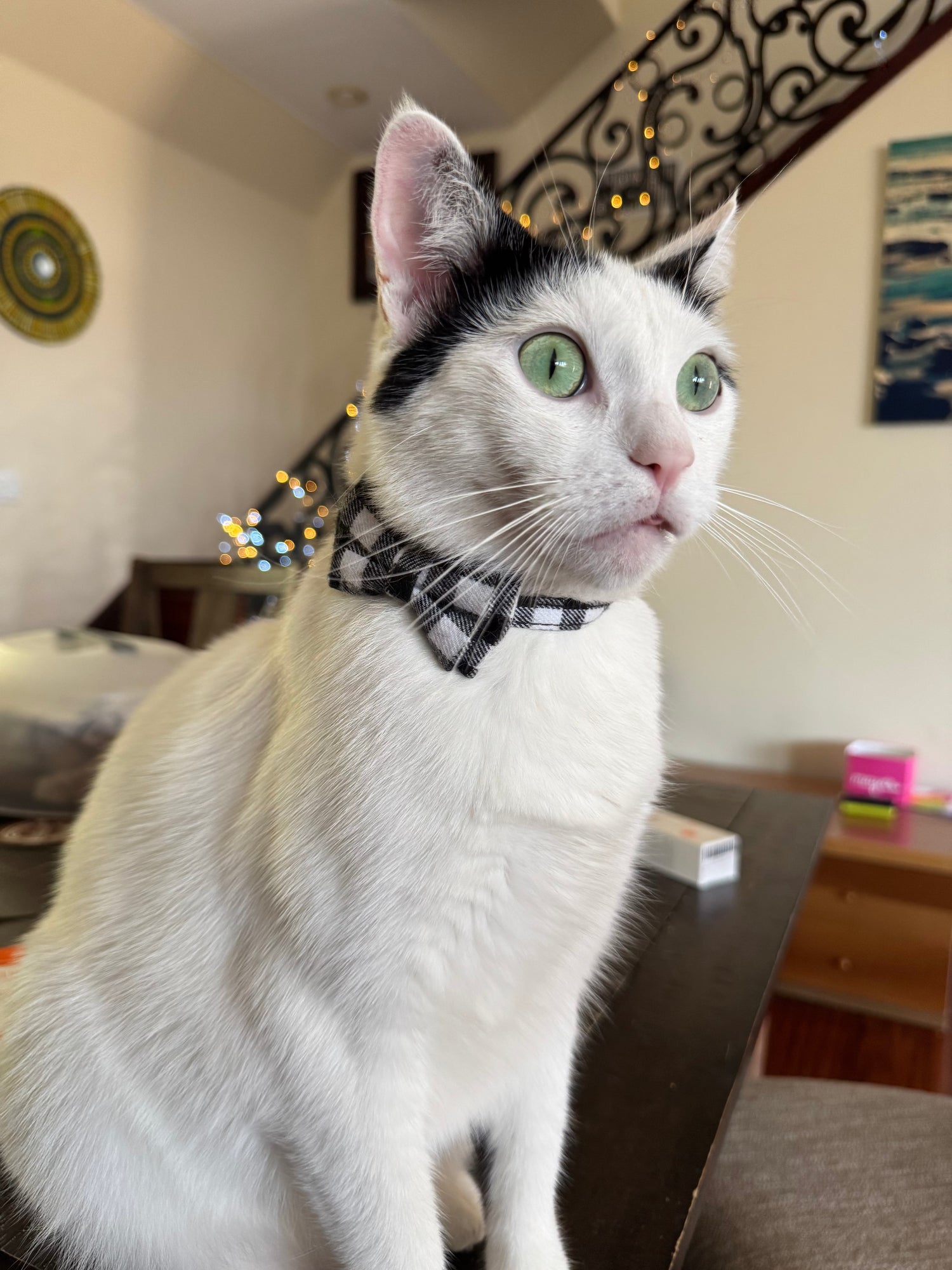 Patch Buckle Cat Collar